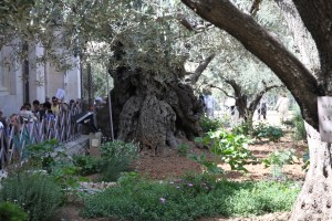 The Garden of Gethsemene was the location of an Olive Press.