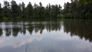 Pick's Pond, May 2015.