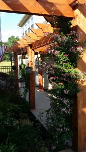 Our Fragrant Honeysuckle