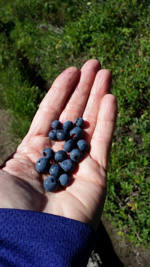 A juicy, sweet mid-morning snack along the trail.