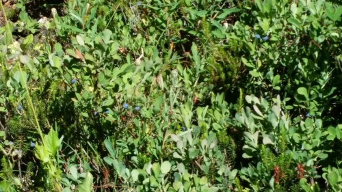 It was an absolute delight finding the blueberries ripe and within reach all along the lower part of the trail.  