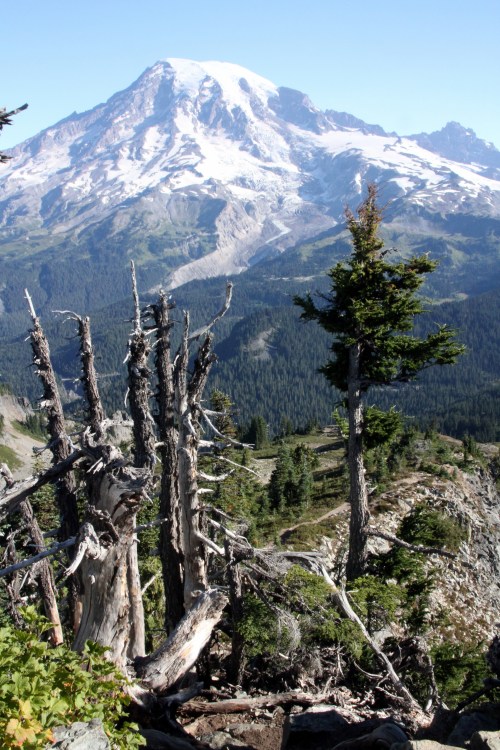 A view over the guardians.