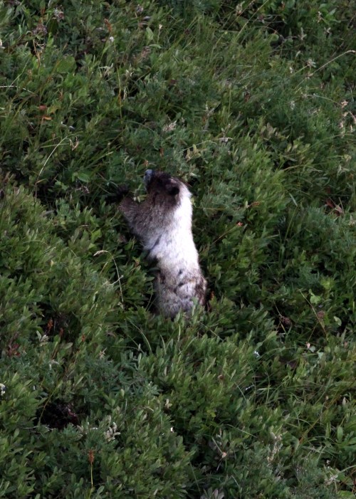 One of several Marmots I got pictures of while hiking.  Early mornings are the best time to view the wildlife.