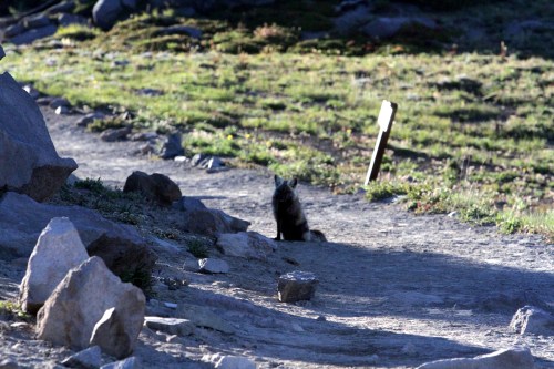 We at first thought this was a coyote that for some reason was following me.