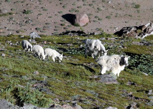 Family of Mountain Goats on the side of Burroughs 1