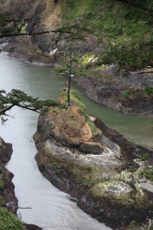 This tenacious tree has laid claim to what little soil exists on it's personal island apart. 