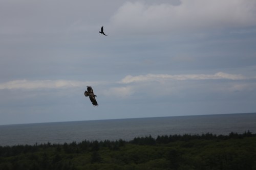 Raven harassing a Golden Eagle. 