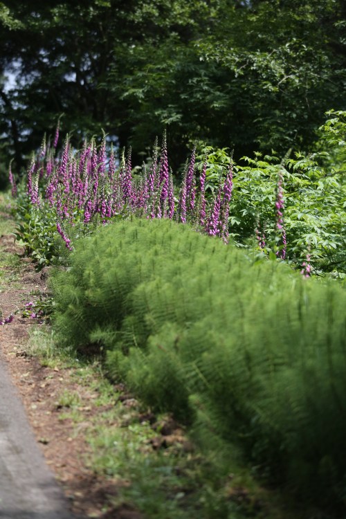 Plants I pay good money to plant in my garden grow like weeds in the Pacific Northwest. Beautiful shoulder side bed of Foxglove.