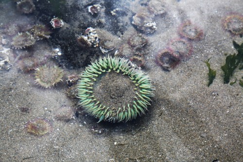 Lots of cool sea creatures live in the tidal zone like this anemone. 