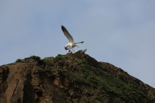 Haystack Rock was alive with Sea Birds. This gull was fluffing up it's nest. There were also dozens of cormorant and puffins roosting on the Rock.