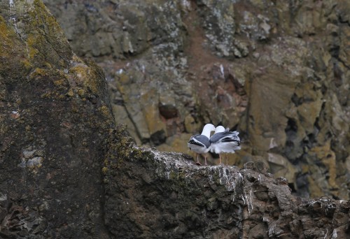 These gulls did a dance for about 30 seconds when one flew in. They alternately bobbed and sang to each other. The term "Love Birds" came to mind as I watched.