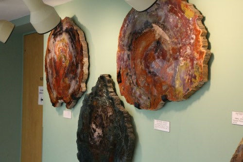 I had no idea how beautiful a slice of petrified wood could be. These are as much pieces of art as they are rock specimens.