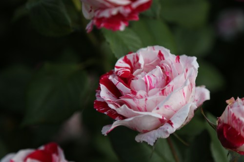 This rose was so beautiful and luscious looking it made me think of a milkshake. I'm not sure why.