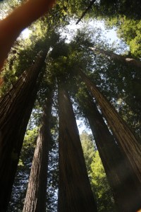 Looking up in the Redwood Forest.