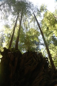 Life from the Roots.