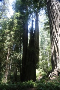 Perpetual twilight under these giant trees.