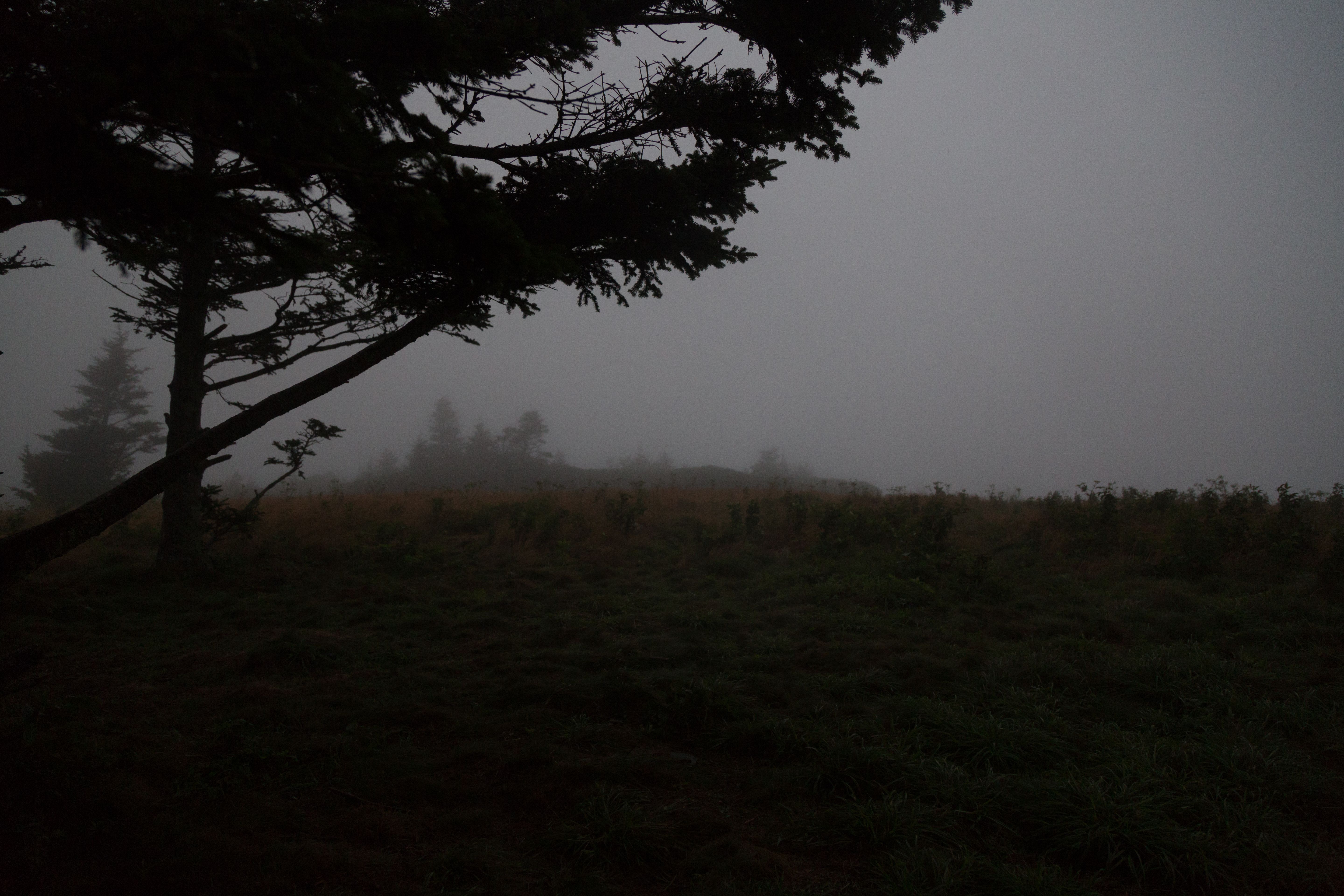Roan Mountain - Fog and Rainbows-1-4